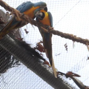 Morte de mais quatro aves fecha ao público zoológico do Rio