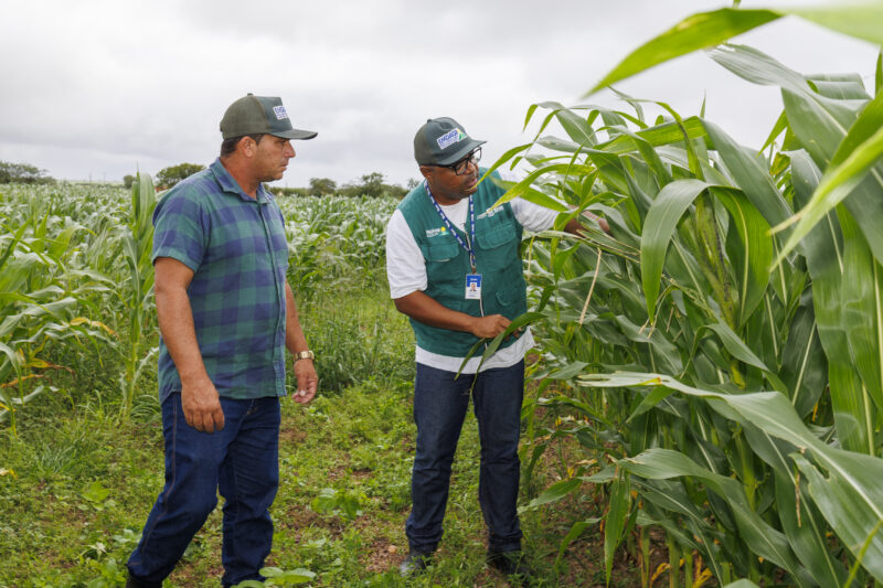 Parceria entre Governo e Banco do Nordeste garante assistencia tecnica personalizada a agricultores de milho em Sergipe
