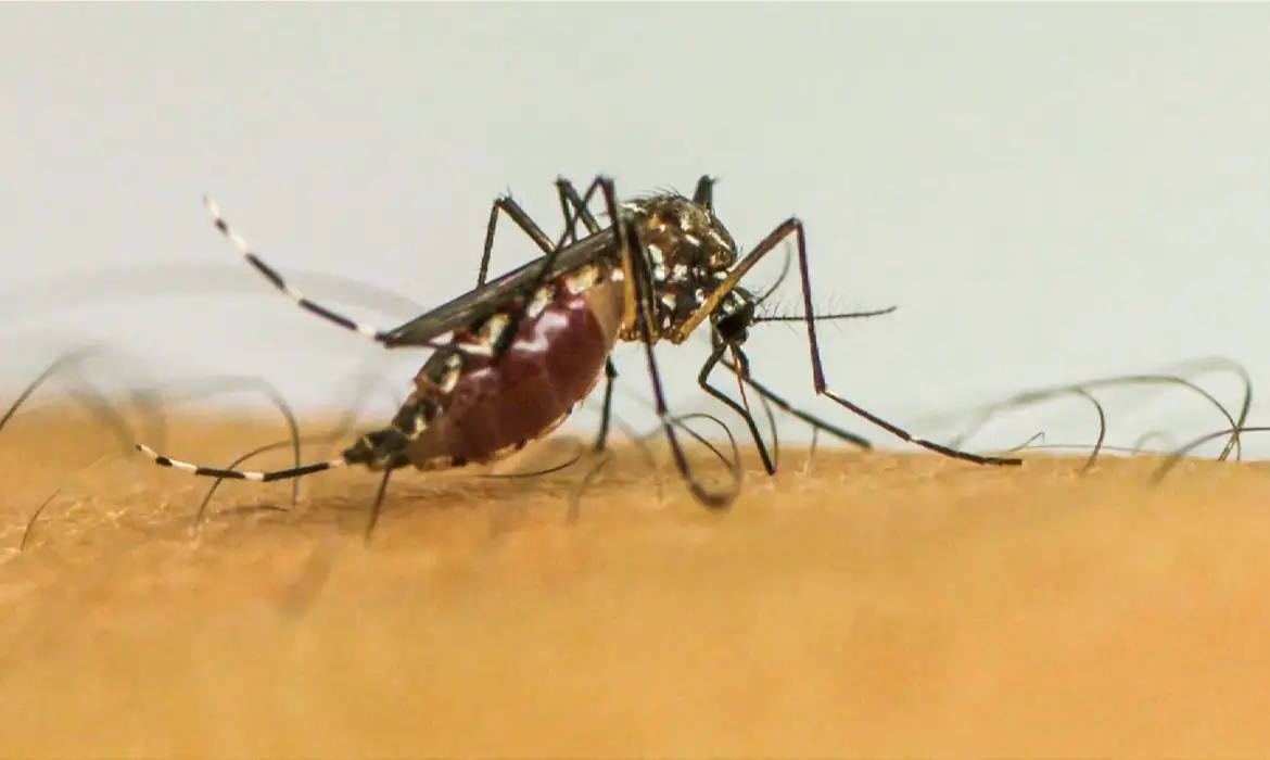 ECDC alerta para avanço de doenças transmitidas por mosquitos e fala em “novo normal” na Europa - Imagem do artigo original