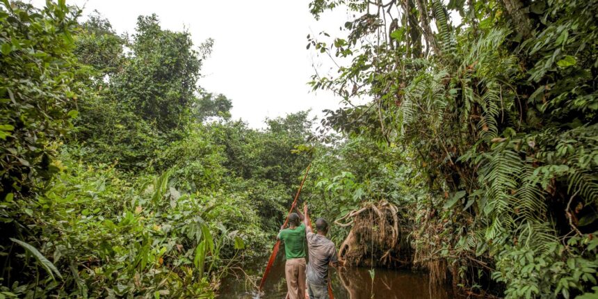 focose 1762527703