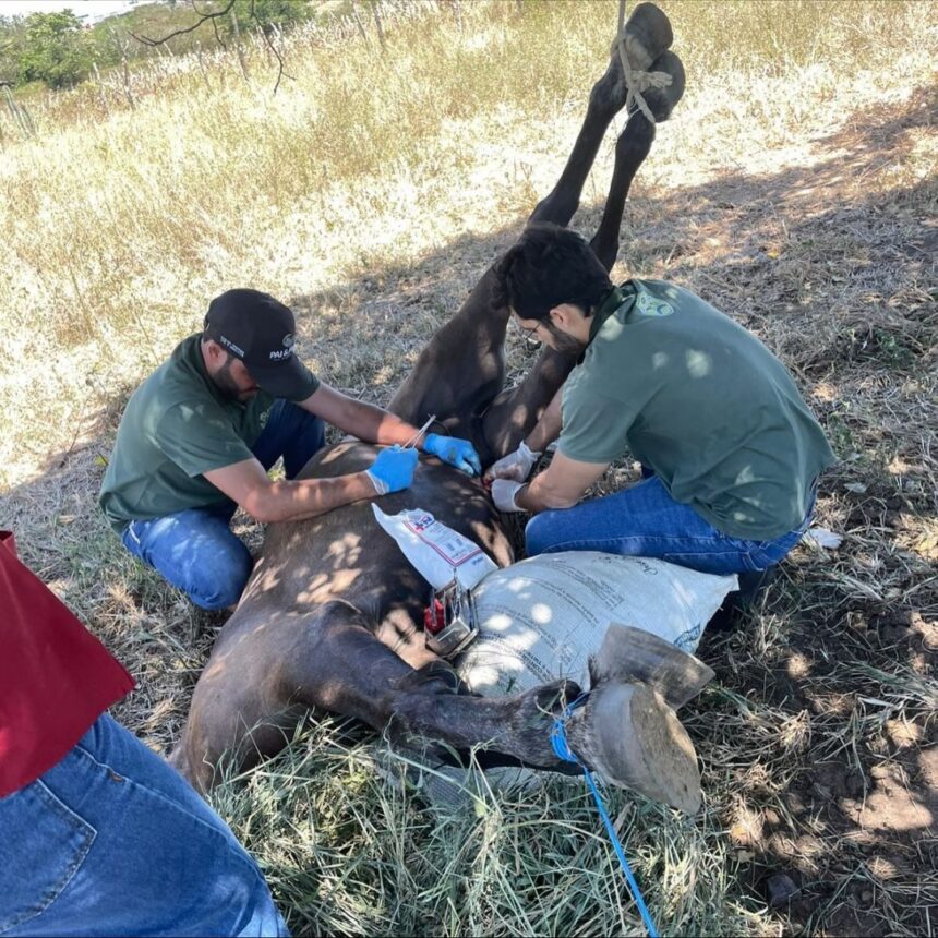 Prefeitura de Glória realiza cirurgia em equino e amplia assistência veterinária no povoado São Domingos