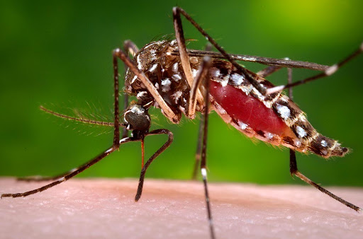 Aedes Aegipty