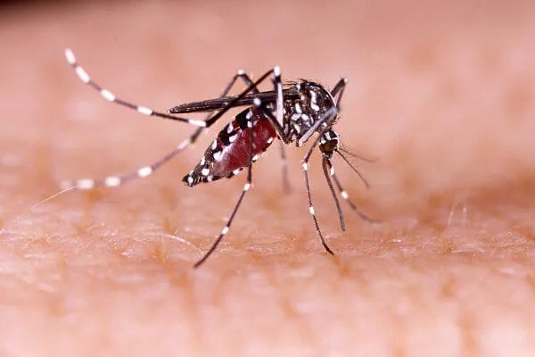 aedes aegypti