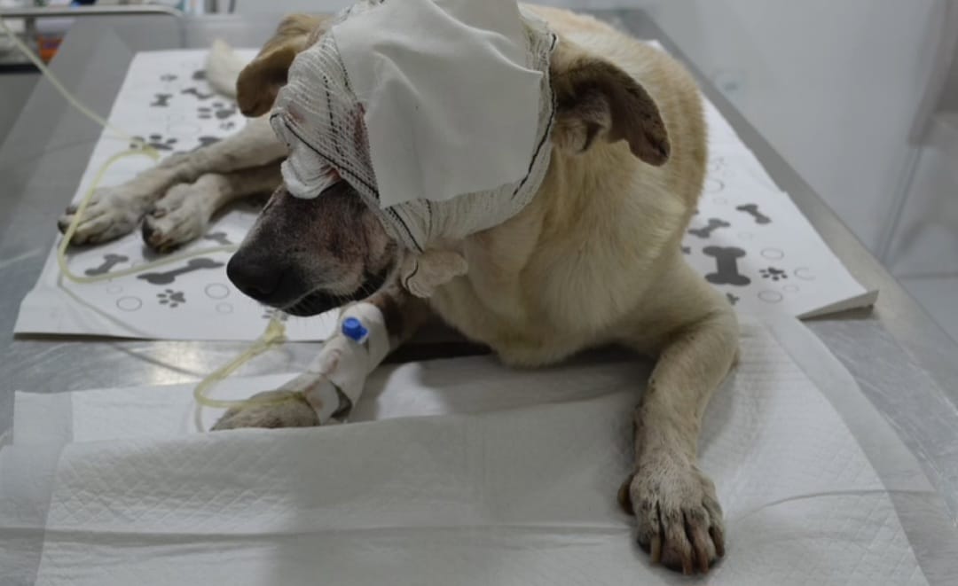 cachorro esfaqueado barra fotoreproducao