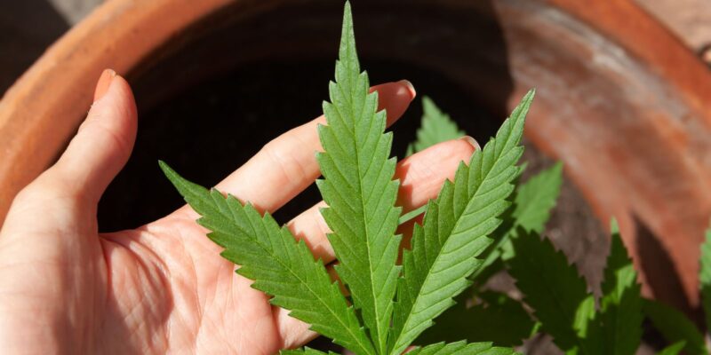 cannabis 5003423