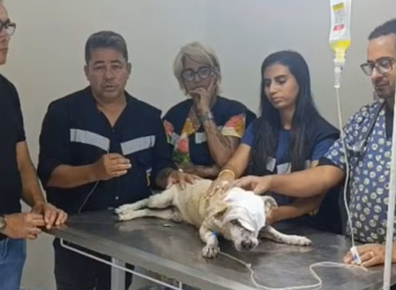cao agredido e1769771970483