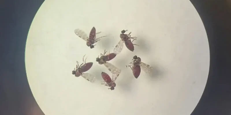 240718 mosquito culicoides paraensis1 800x600 0