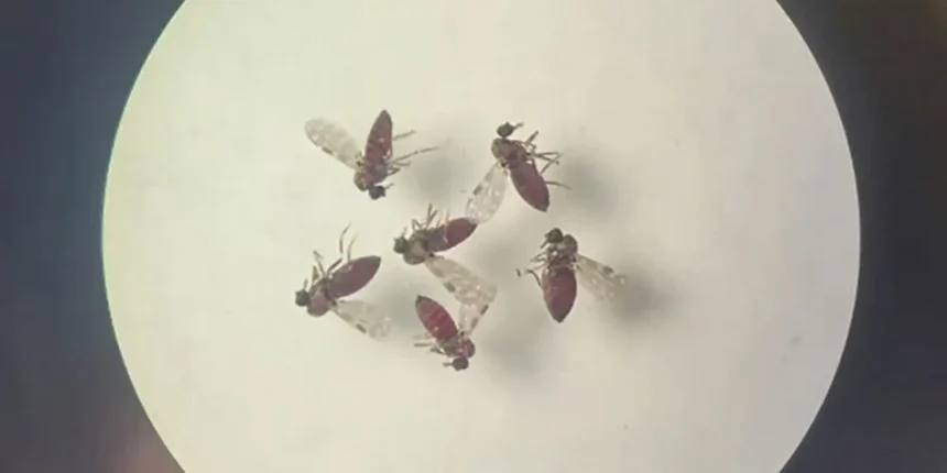 240718 mosquito culicoides paraensis1 800x600 0