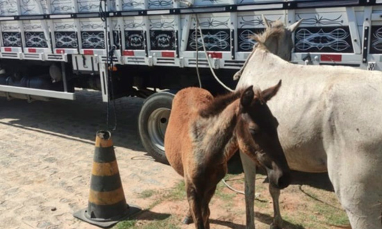 Batalhão Rodoviário recolhe 20 animais soltos nas rodovias estaduais de Sergipe em janeiro