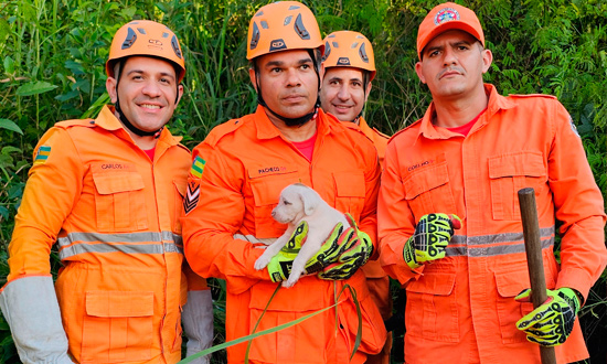 Corpo de Bombeiros resgatou 1196 animais em situacao de risco em 2025 foto cbmse