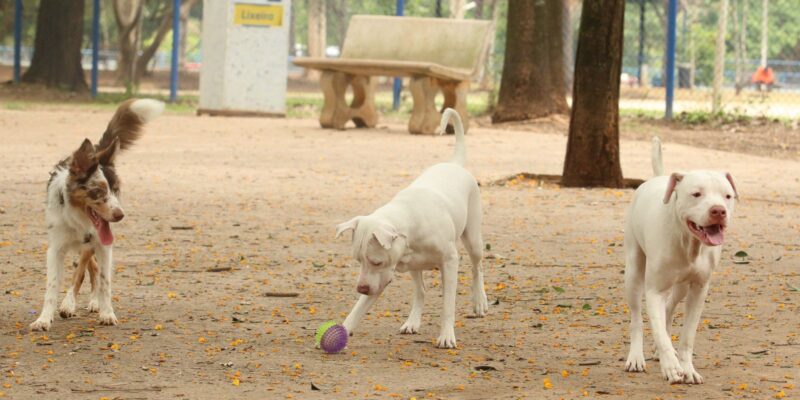 cachorros no parcao praca ayrton senna do brasil rvrsa abr 2910212709 1