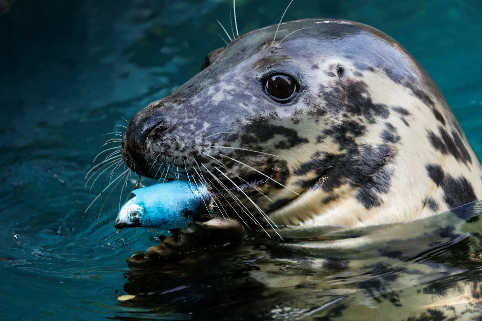 foca