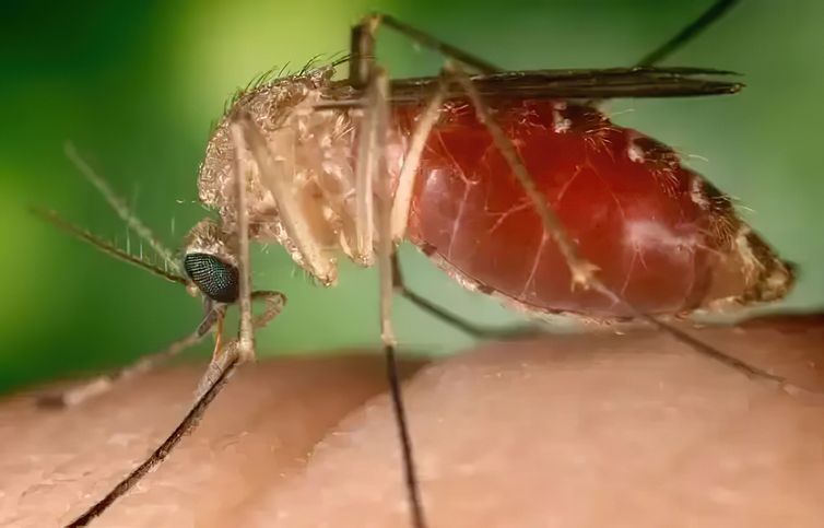 mosquito maruim