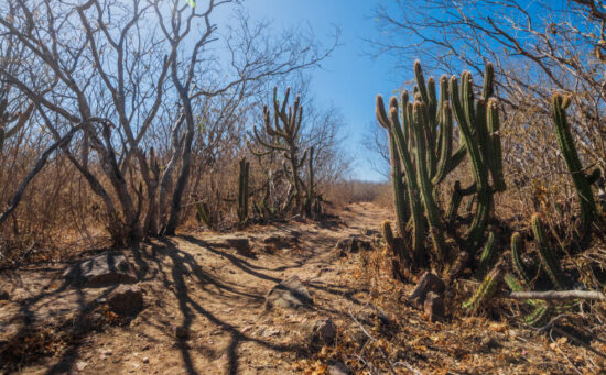 secas sergipe fotoarthuropaganini 1 e1742581607830