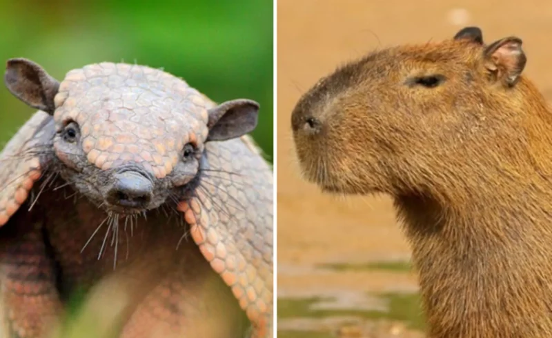 tatu capivara