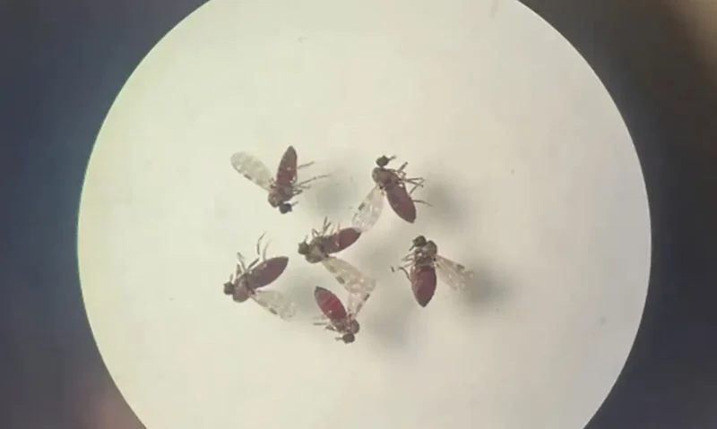 240718 mosquito culicoides paraensis1 800x600 0
