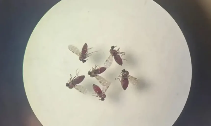 240718 mosquito culicoides paraensis1 800x600 0