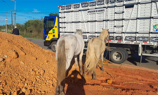 BPRv recolhe tres animais em rodovias e reforca perigo de acidentes graves foto bprv