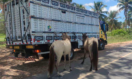 BPRv registra cinco sinistros e recolhe seis animais soltos em rodovias estaduais foto bprv