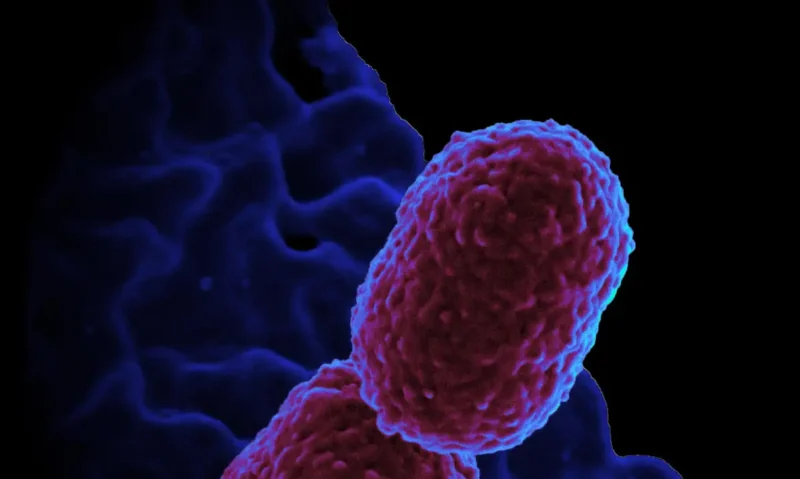 klebsiella pneumoniae bacterium colorized scanning electron micrograph showing carbapenem resistant klebsiella pneumoniae interacting with a human neutrophil credit niaid attribution 2.0 generic cc by 1