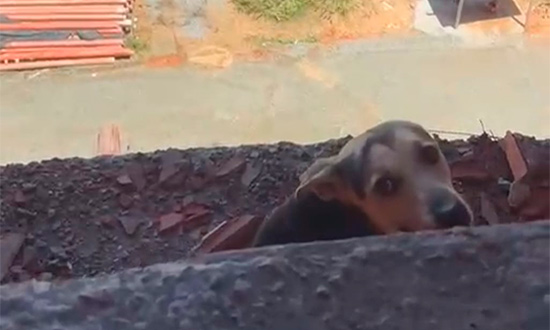 cachorropresoemconstrucao cbmse destaque
