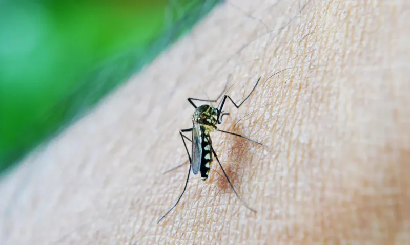 mosquito 213805 1920 1