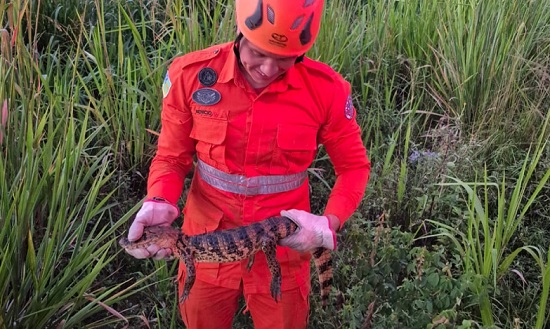 Filhote de jacaré é resgatado pelo Corpo de Bombeiros em Lagarto