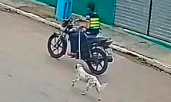 PC identifica suspeito de maus tratos a animal em Porto da Folha foto SSP