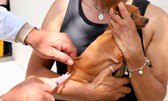 Shopping RioMar recebe vacinacao antirrabica para caes e gatos foto ascom SMS