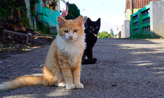 animais ilustracaocanva destaque