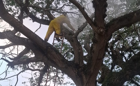ocorrencia abelhas fotocbm destacada
