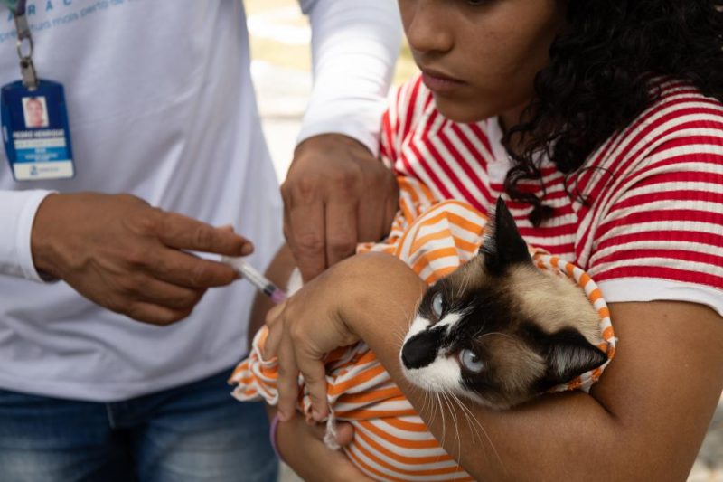Alem do atendimento na Unidade de Vigilancia de Zoonoses municipio oferece vacinacao domiciliar e acoes itinerantes para ampliar a cobertura vacinal