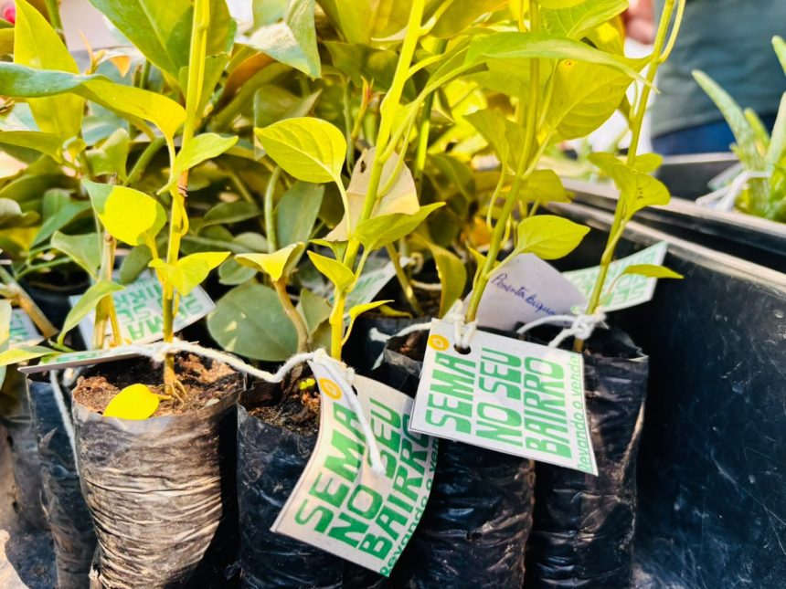 a o ambiental em olaria distribui 200 mudas pela prefeitura 20260608