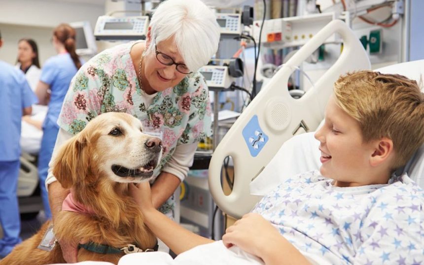 alese aprova lei que garante terapia com animais para pacien 20260619