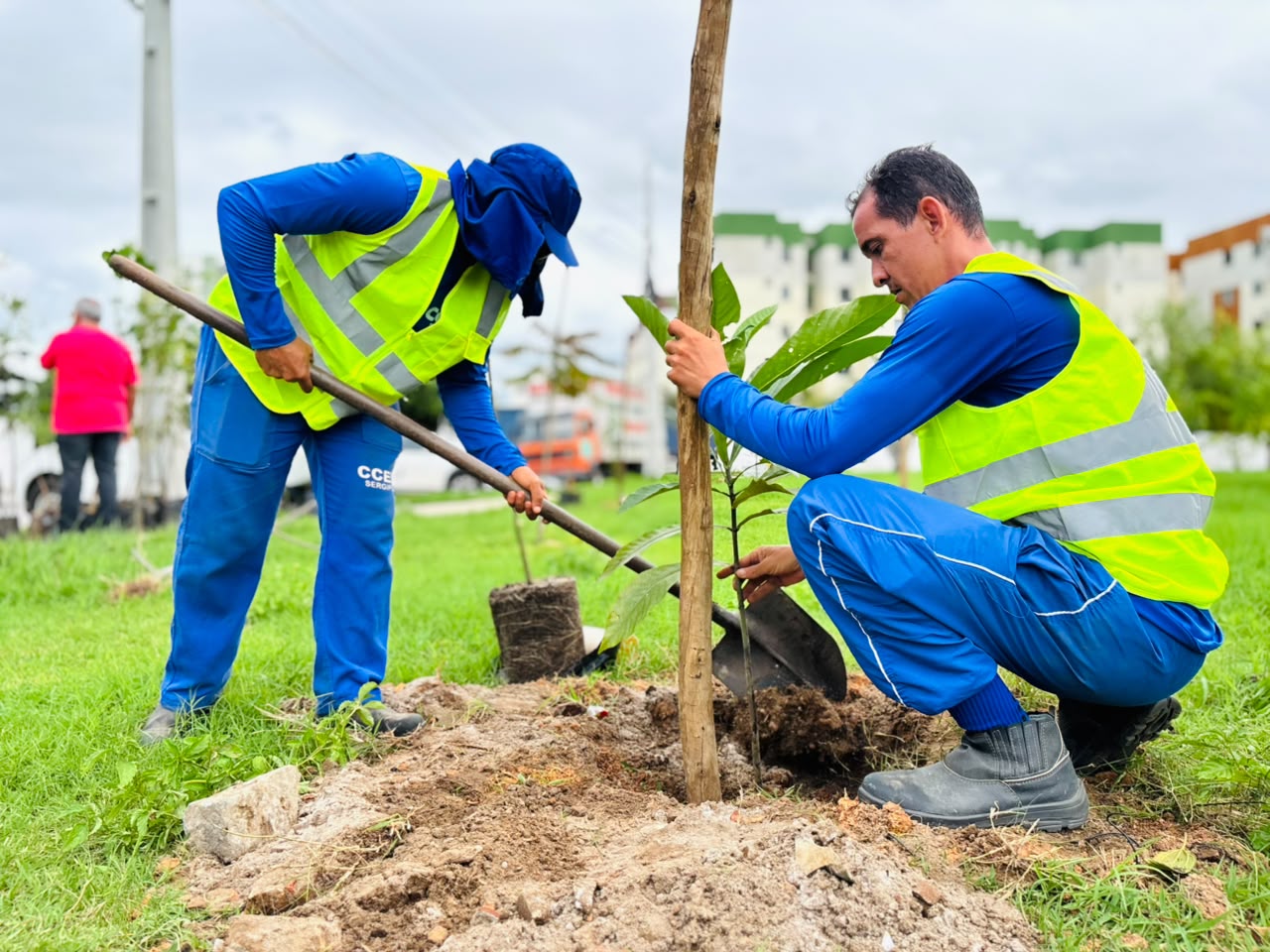aracaju planta 82 mudas arb reas na pra a ant nio newton men 20260610