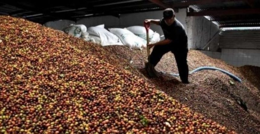 brasil deve exportar 49 mi de sacas de caf na safra 2026 27 20260605