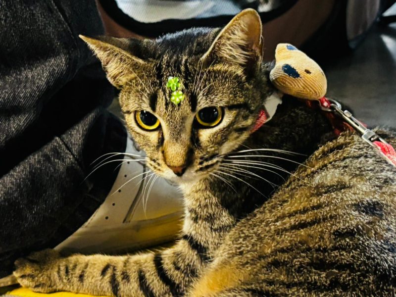 campanha de ado o de animais acontece em aracaju neste fim d 20260602