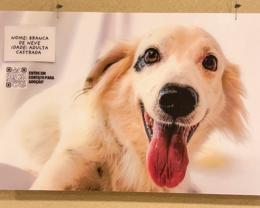exposi o em aracaju promove ado o de c es e gatos resgatados 20260618