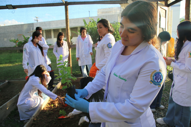 farm cia viva transforma plantas medicinais em rem dios aces 20260611