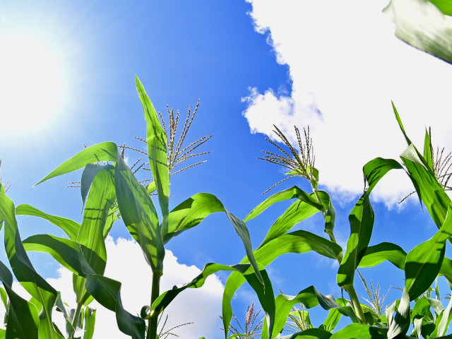 irriga o em sergipe melhora produ o de alimentos t picos par 20260601