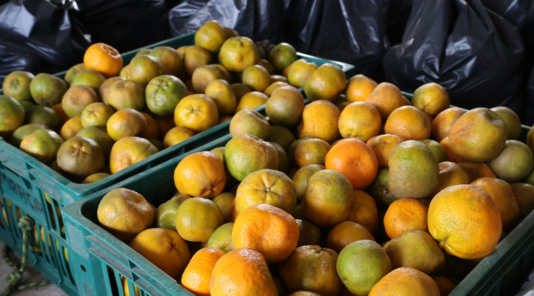 paa estadual distribui mais de 14 toneladas de alimentos em 20260617