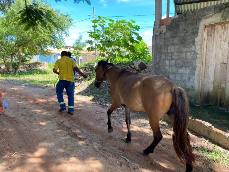 prefeitura de aracaju apreende animais de grande porte no ba 20260608