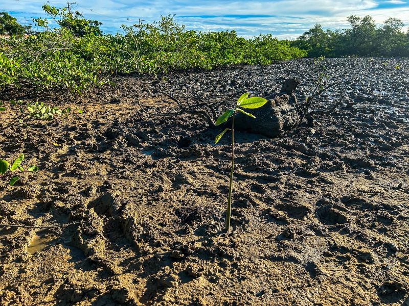sema planta 100 mudas de mangue na zona norte de aracaju 20260603