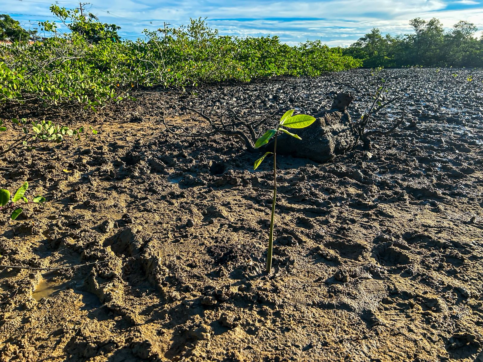 sema planta 100 mudas de mangue na zona norte de aracaju 20260603