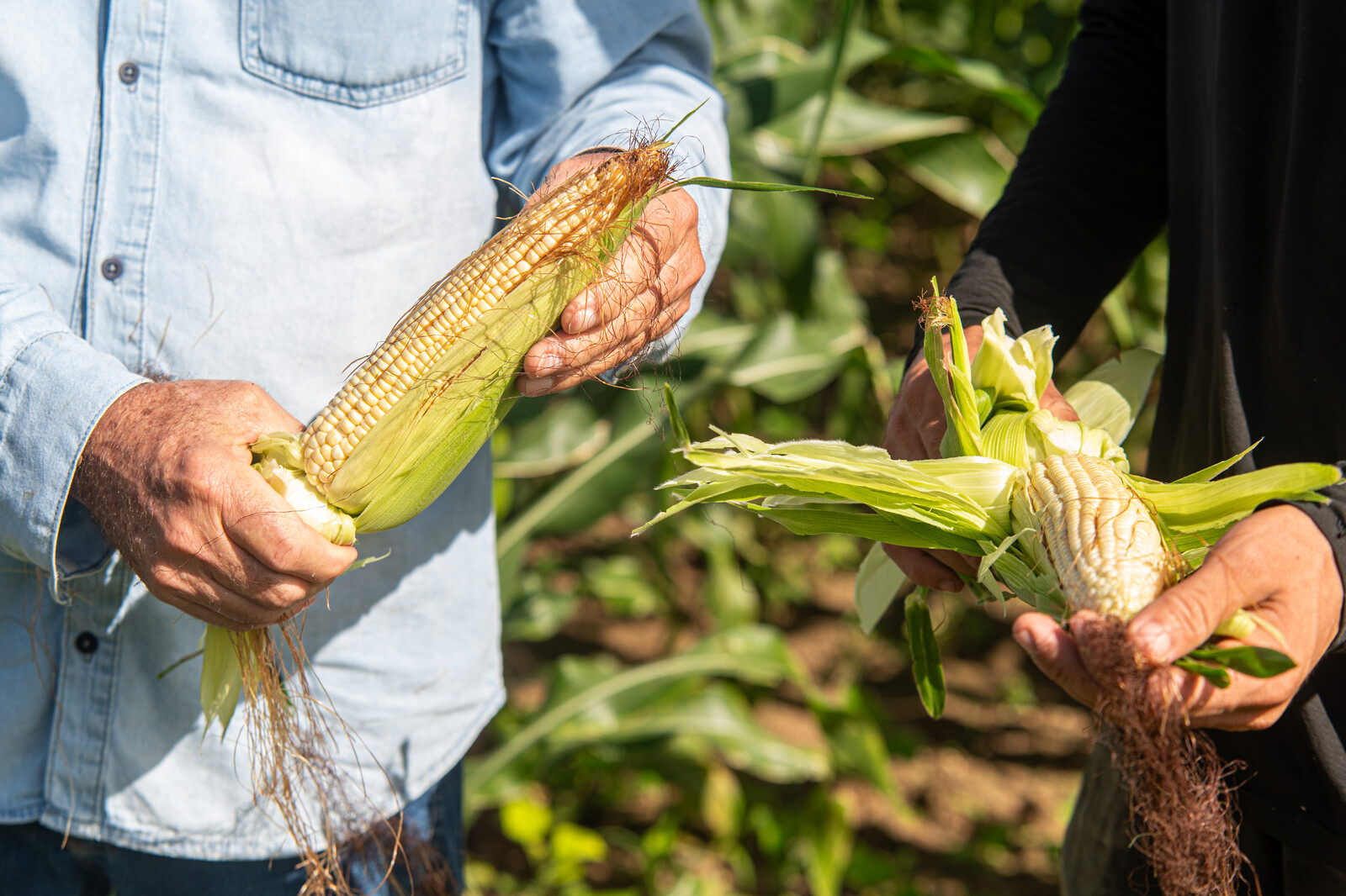 Irrigação em Sergipe melhora produção de alimentos típicos para o São João 10 tmp6thd11p0
