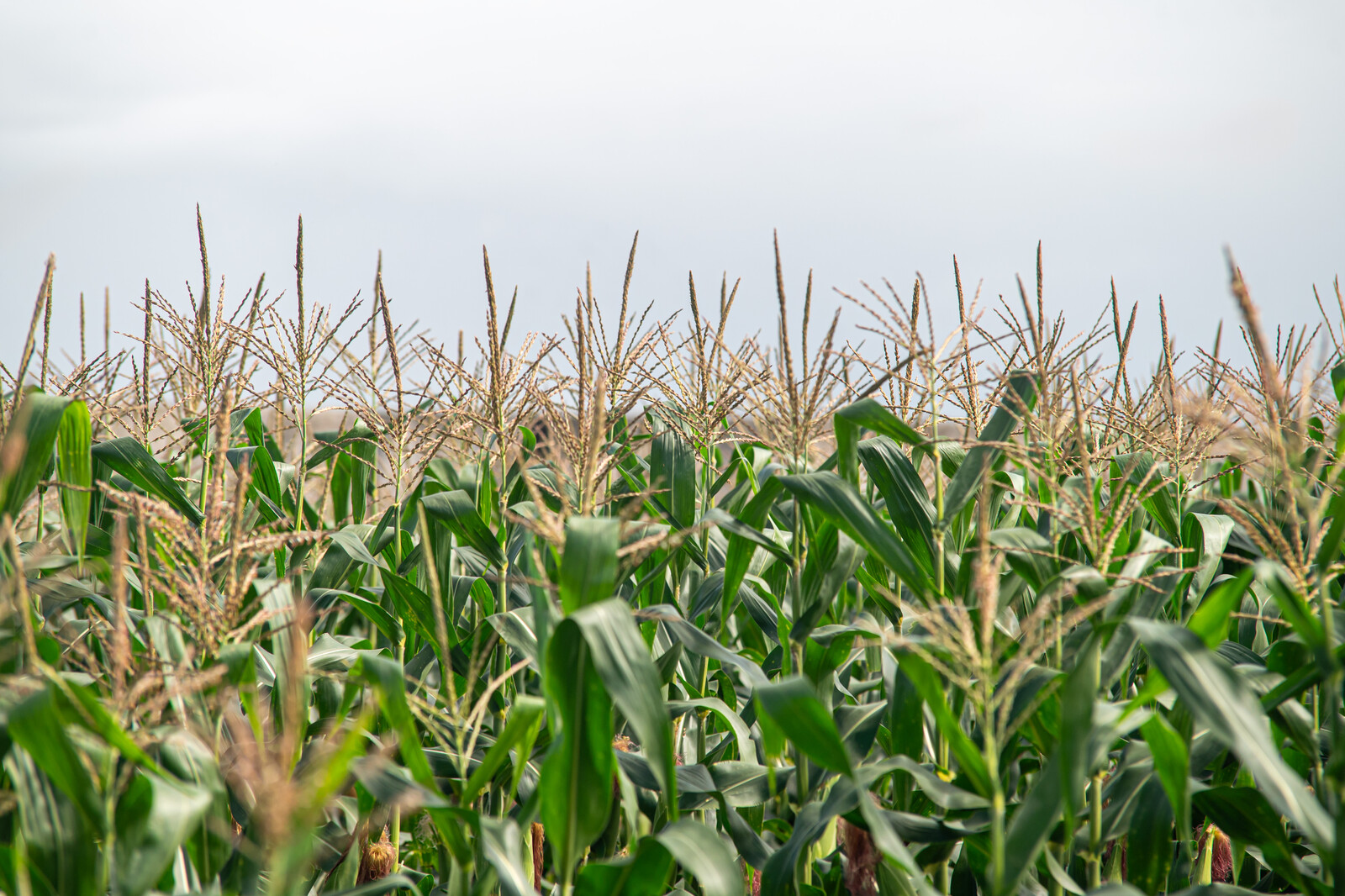 Irrigação em Sergipe melhora produção de alimentos típicos para o São João 11 tmp 9b4j9js