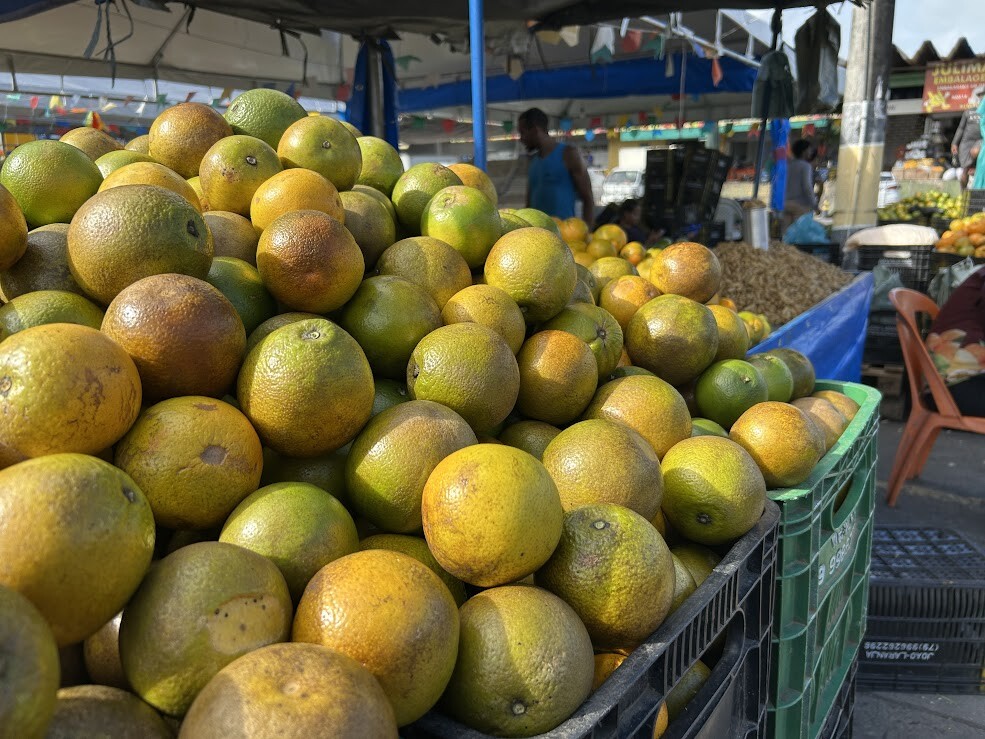 Feira Junina da Ceasa Aracaju promete forró pé de serra e boas vendas 6 tmpshmz82hy