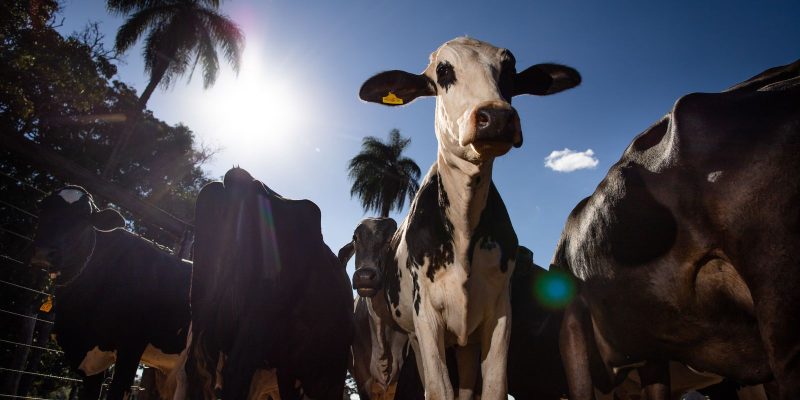 ue bane carne brasileira a partir de setembro por falhas san 20260606