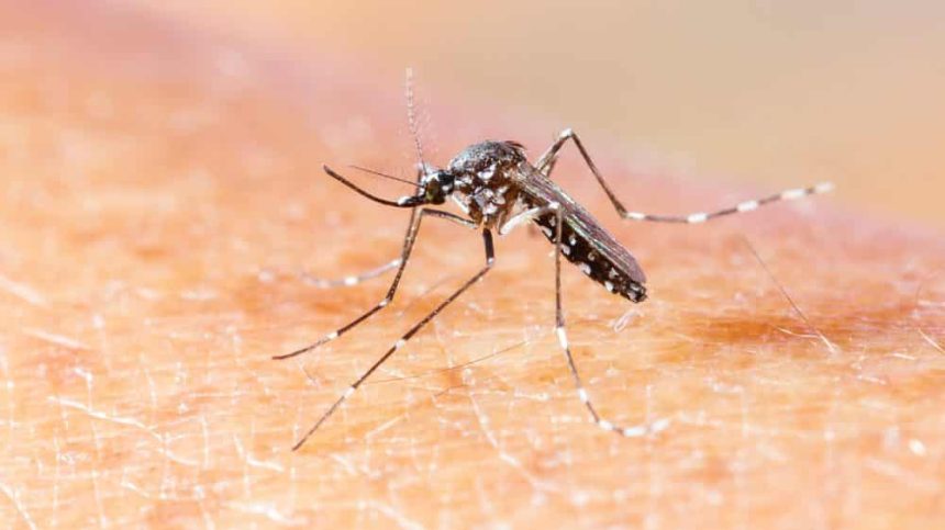 vacina contra chikungunya avan a com cons rcio global e r 91 20260611