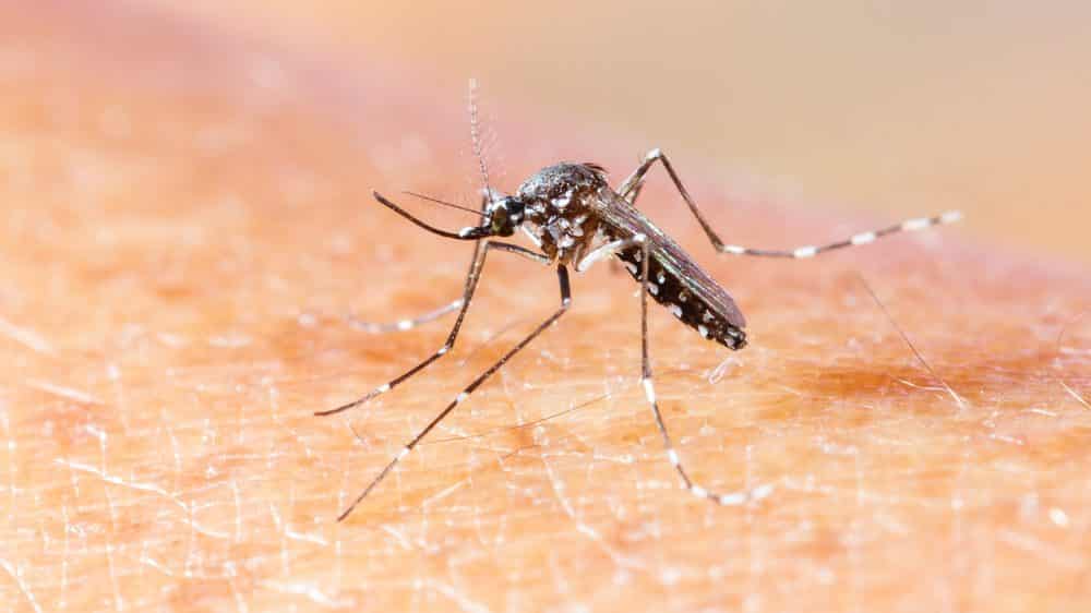 vacina contra chikungunya avan a com cons rcio global e r 91 20260611